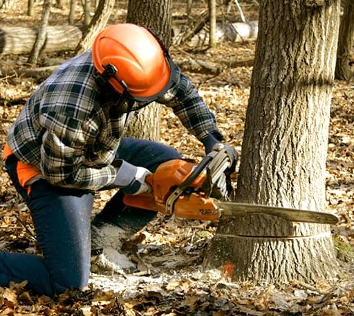 Tree Removal in Potwin, KS